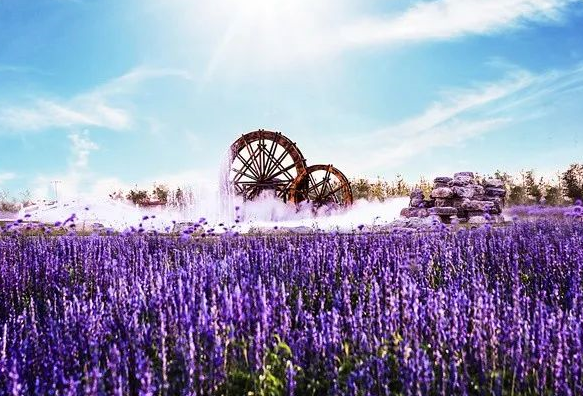 中国园林博物馆|来丰台看花！赏花线路推荐！文化和旅游消夏季——千万别错过