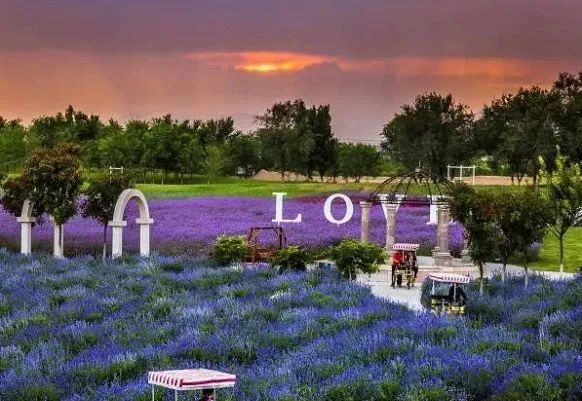 中国园林博物馆|来丰台看花！赏花线路推荐！文化和旅游消夏季——千万别错过