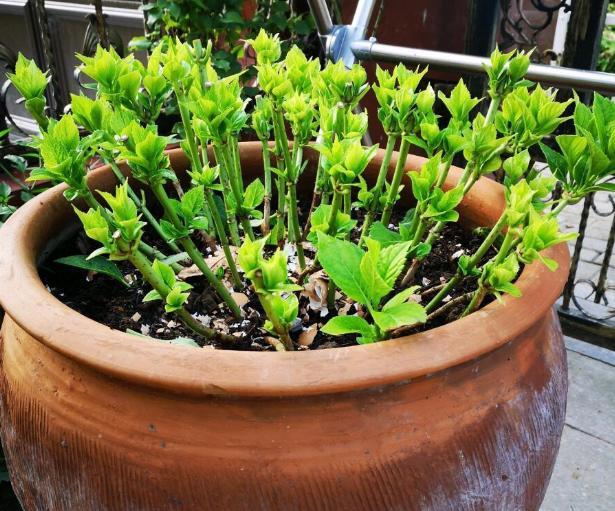 养花甭盲目跟风 多储备此种高氮肥 植物啥时间长叶子都能用 腾讯新闻