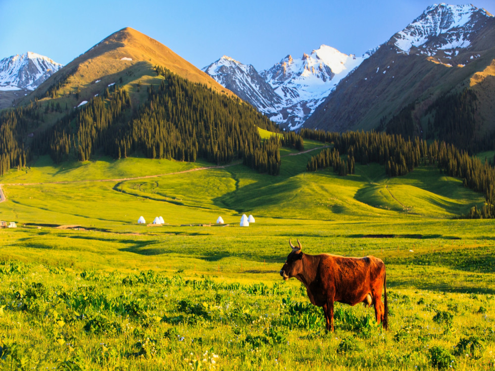 世界四大草原,中国就占了三个,潘帕斯草原上的牛羊瑟瑟发抖_腾讯新闻
