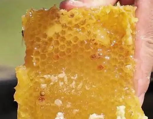 假蜂巢蜜什么样子?蜂巢蜜有假冒的吗?