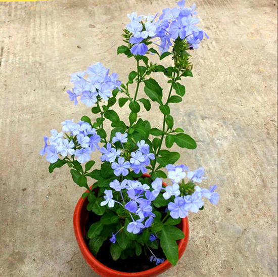 这3种花很耐晒 不管夏日的休眠期 多晒太阳多给水就爆盆开花 爆盆 蓝雪花 太阳花 茉莉花 花卉 盆栽