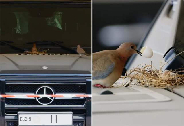鸟儿在迪拜王子豪车上筑巢孵卵02王子近期将停用该车