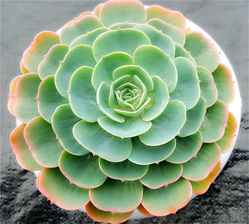 多肉精致小巧看着顺眼,养一盆皮实玉蝶,层层冒新叶不怕黑腐_腾讯新闻