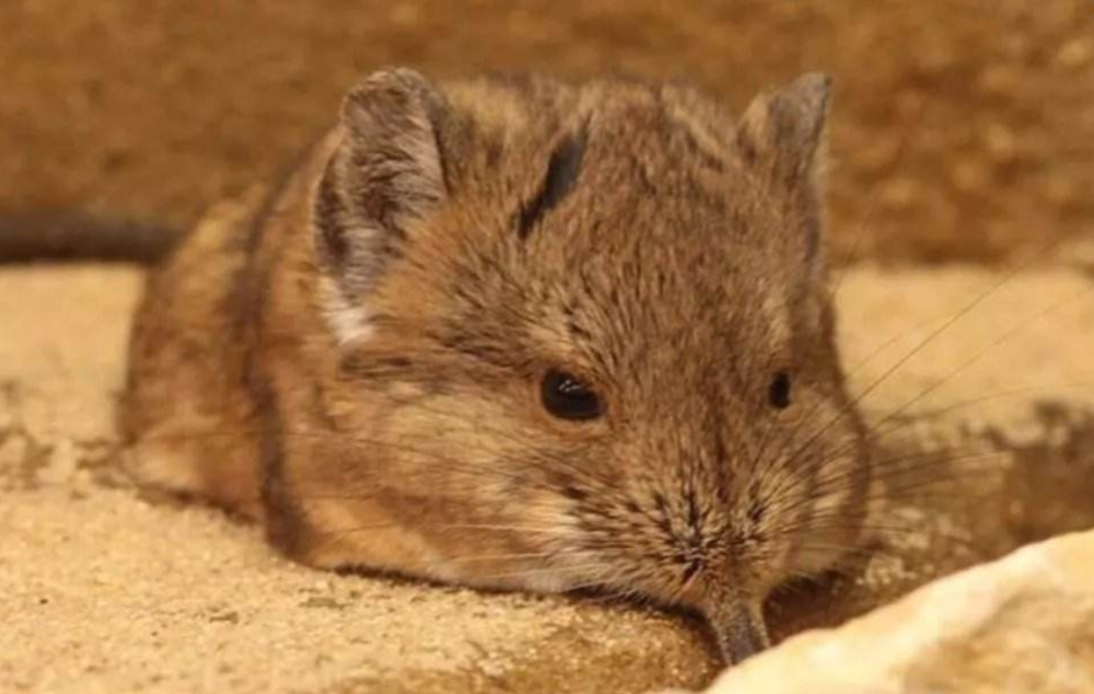 消失52年象鼩再现身 长得像大象 身材如老鼠 地球环境变好了 腾讯新闻