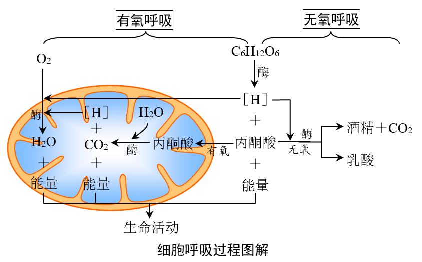 【知识整合】蓝藻,硝化细菌等原核生物没有线粒体,也能进行有氧呼吸