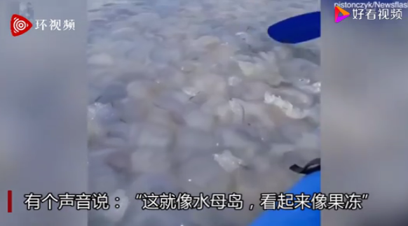 密恐|密恐慎入！巨大水母群覆盖海面：船只寸步难行