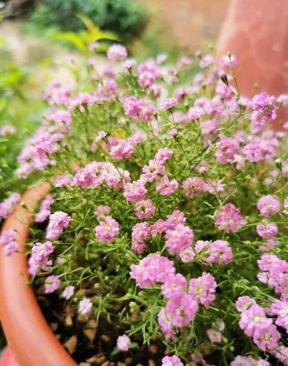 兔子|养只兔子，兔子粪便拿来养花，网友：“自产自用，真是羡慕”