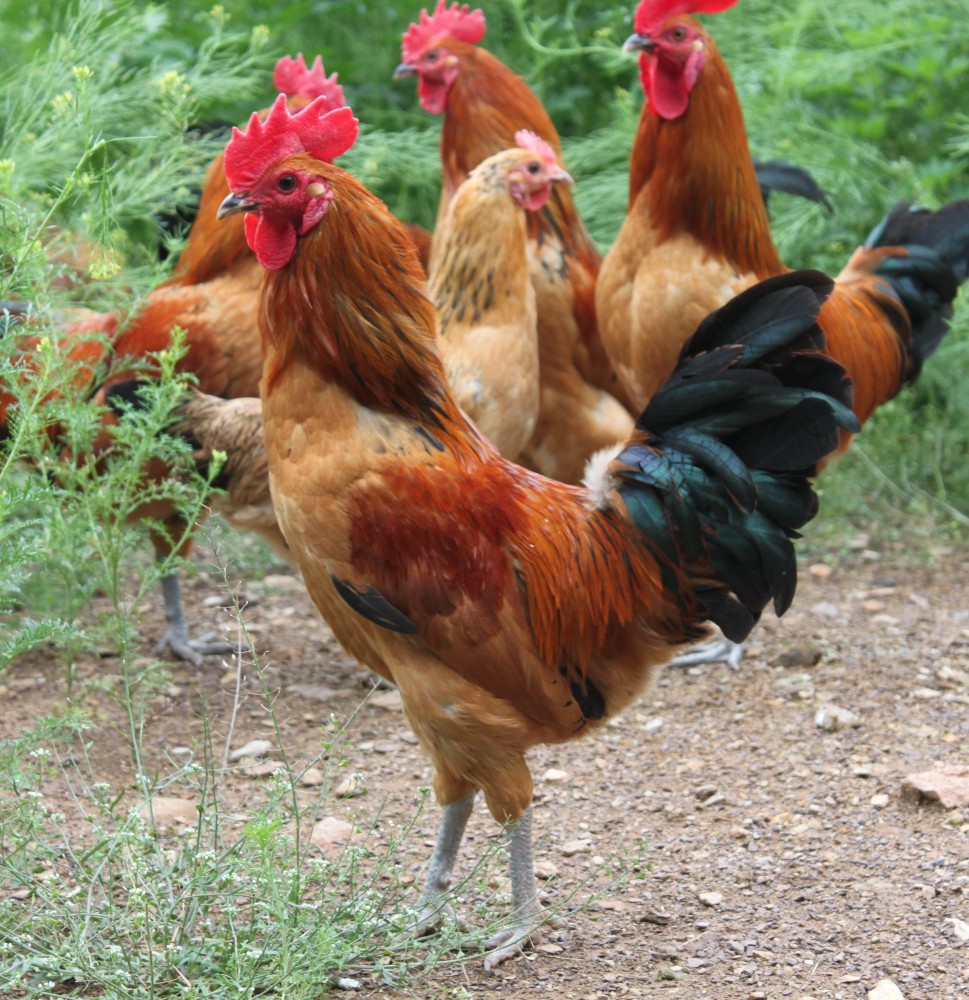 当地的自然环境,气候和优质的水土条件繁育了的符离集烧鸡——土麻鸡