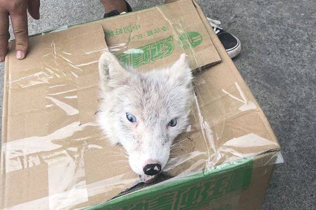 警民同携手|义渡警事｜警民同携手 共救小白狐