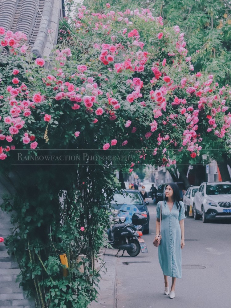 五月天|初夏北京的胡同里，藏着最美的月季花五月的最后一天～你有