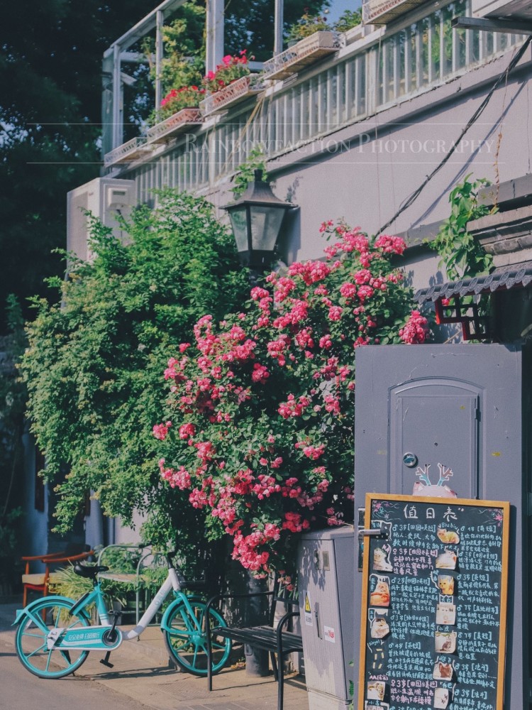 五月天|初夏北京的胡同里，藏着最美的月季花五月的最后一天～你有
