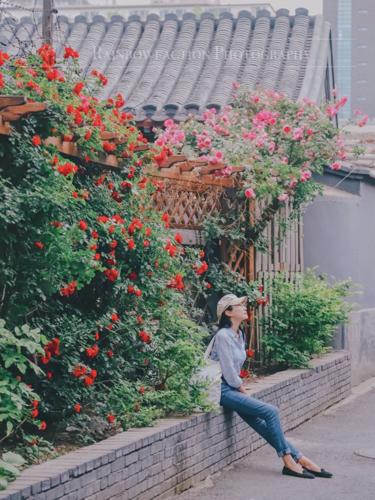 五月天|初夏北京的胡同里，藏着最美的月季花五月的最后一天～你有