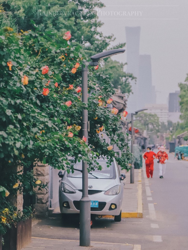 五月天|初夏北京的胡同里，藏着最美的月季花五月的最后一天～你有