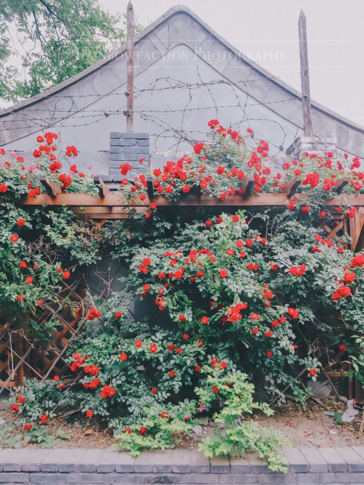 五月天|初夏北京的胡同里，藏着最美的月季花五月的最后一天～你有