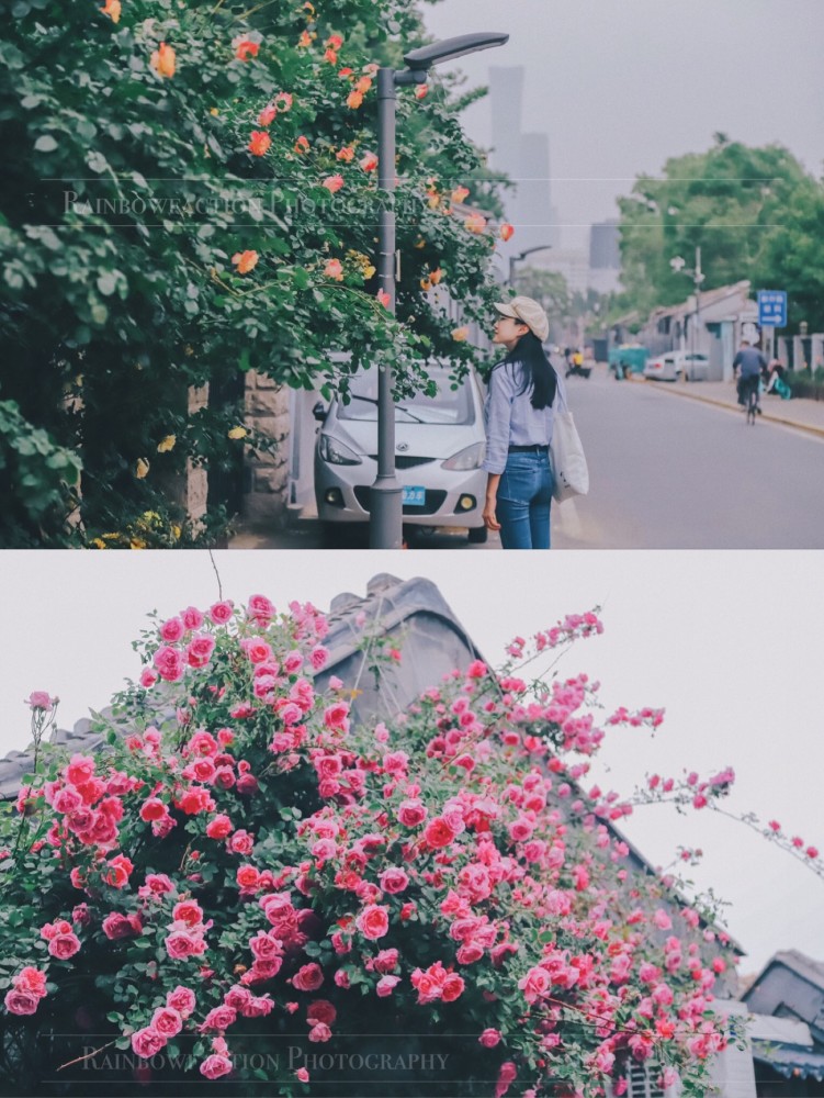 五月天|初夏北京的胡同里，藏着最美的月季花五月的最后一天～你有