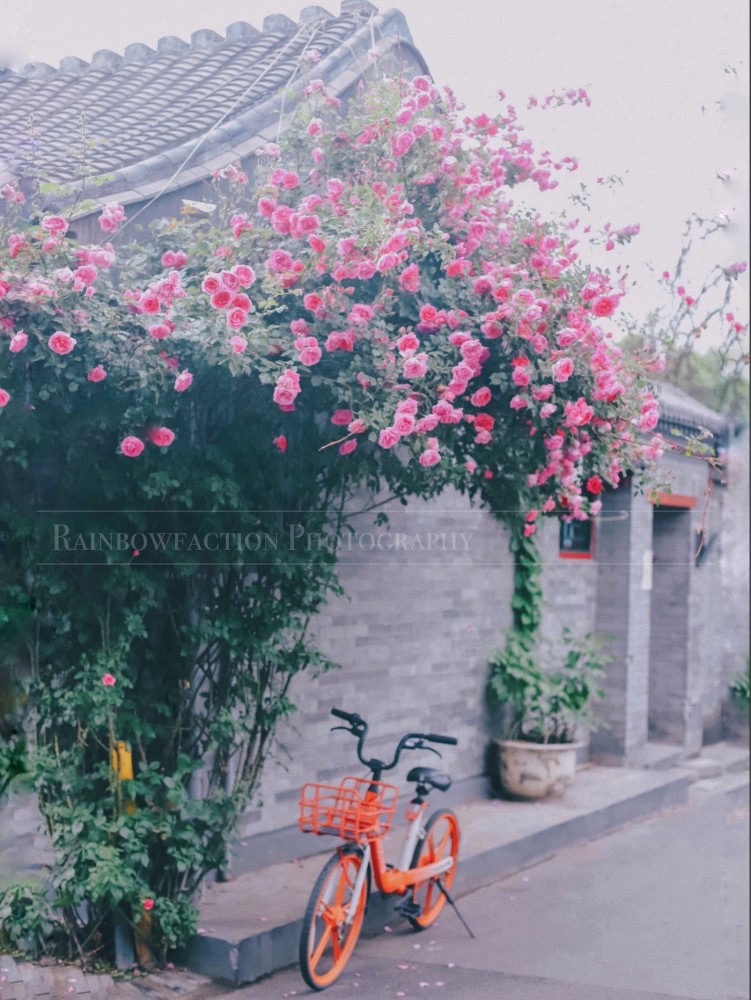 五月天|初夏北京的胡同里，藏着最美的月季花五月的最后一天～你有