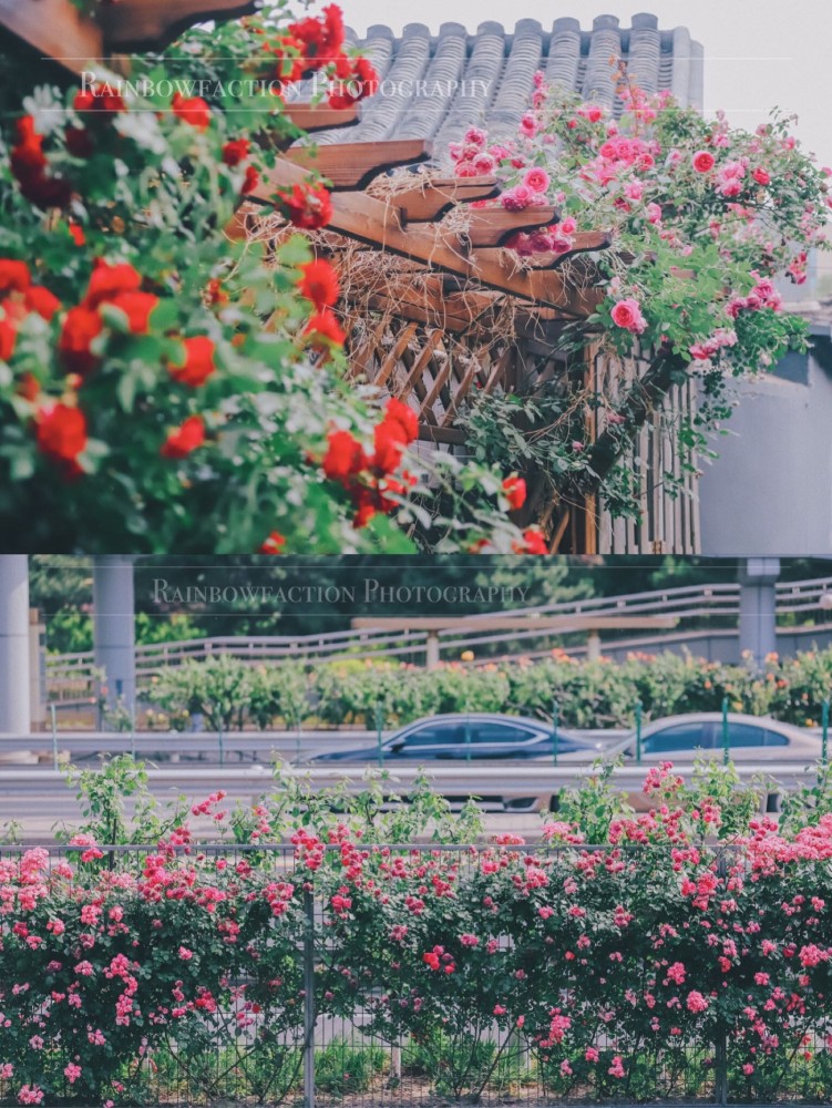 五月天|初夏北京的胡同里，藏着最美的月季花五月的最后一天～你有