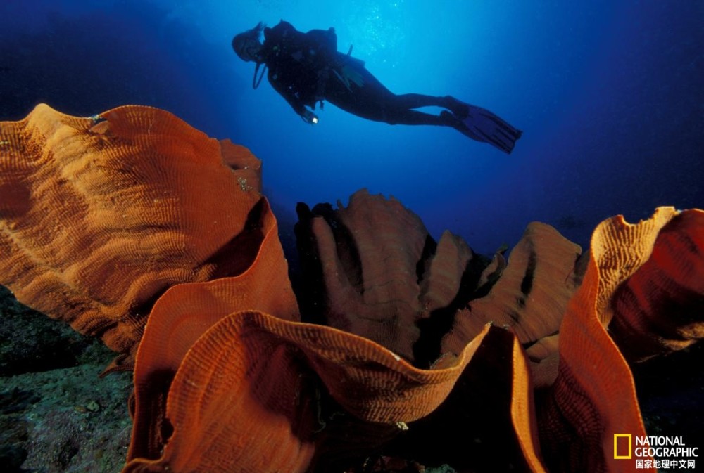 地球|宇航员返回地球后会去哪里度假？