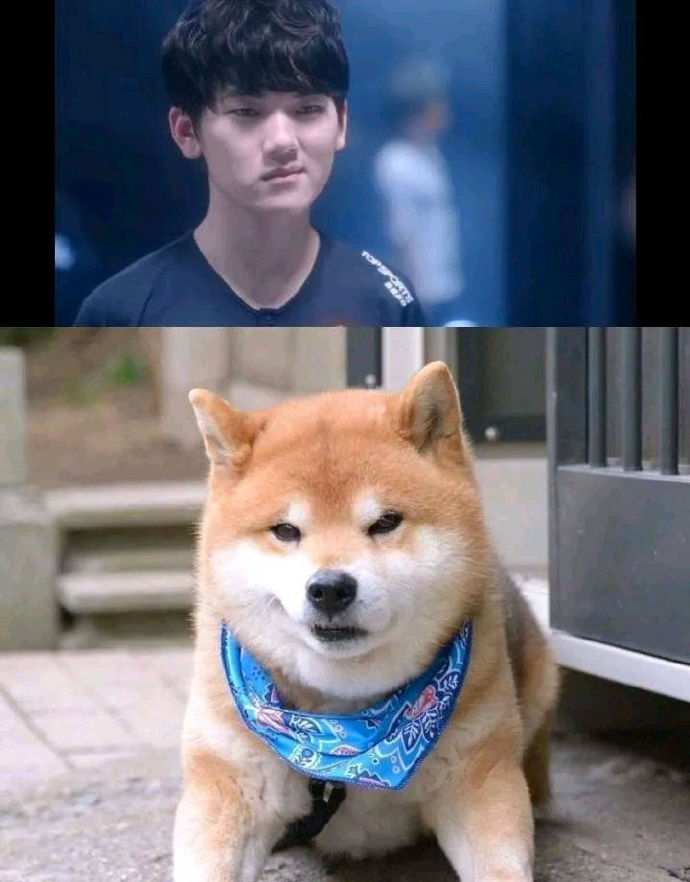 盘点lpl选手与动物撞脸图小花生可爱委屈loken萌翻了