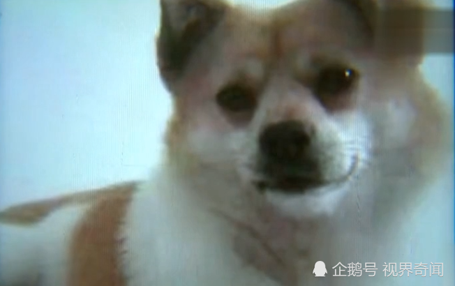 杭州一女子把狗送去绝育，结果死在手术台上