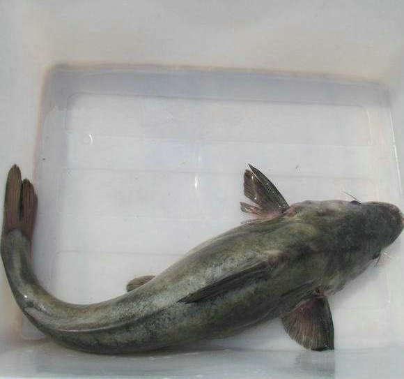 长江灭绝鱼种图片