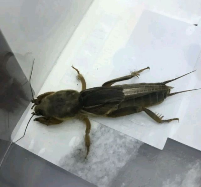 你知道这昆虫叫什么吗在农村的可能见过没见过听我讲它的传说