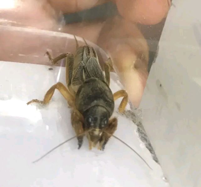 你知道这昆虫叫什么吗在农村的可能见过没见过听我讲它的传说