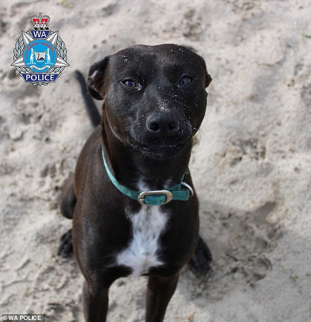 澳洲居民叫爱犬从邻居家回来 不料邻居提着步枪出门将狗一枪打死 西澳大利亚州 澳大利亚 狗狗 黑狗 Sprint