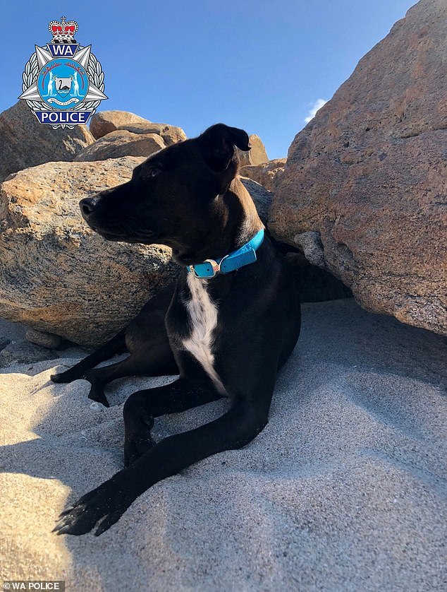 澳洲居民叫爱犬从邻居家回来 不料邻居提着步枪出门将狗一枪打死 西澳大利亚州 澳大利亚 狗狗 黑狗 Sprint