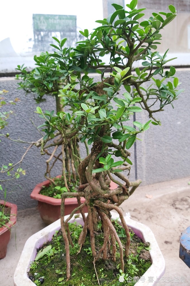 提根式盆景妙不可言