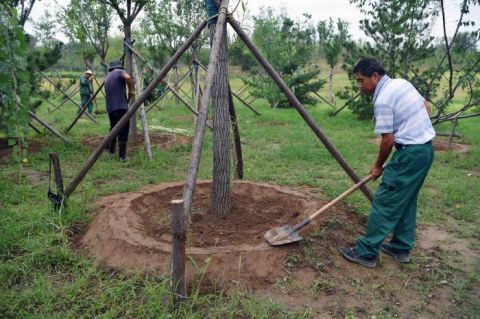 绿心森林公园|探访城市绿心森林公园