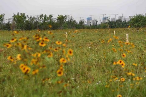 绿心森林公园|探访城市绿心森林公园