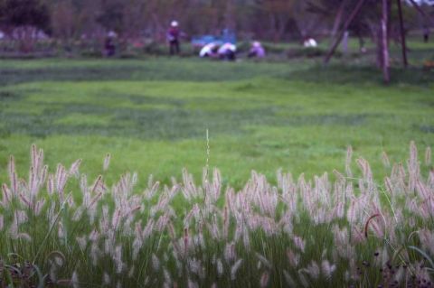 绿心森林公园|探访城市绿心森林公园