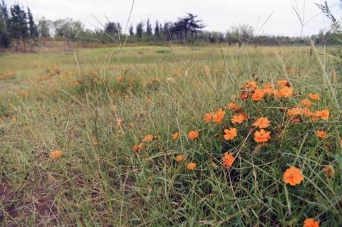 绿心森林公园|探访城市绿心森林公园