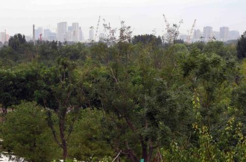 绿心森林公园|探访城市绿心森林公园