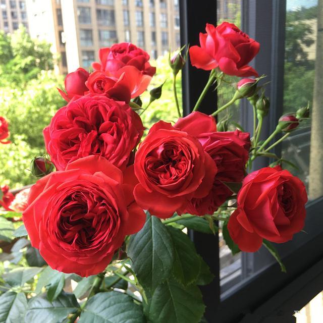 月季花"红苹果",标准大红色,四季开花,植株低矮,适合阳台族
