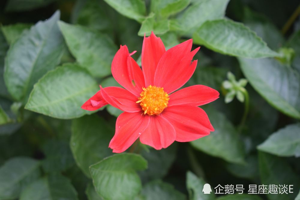 8月日 22日星座运势 白羊拼尽全力 狮子主动迎战 天蝎化险为夷 腾讯新闻