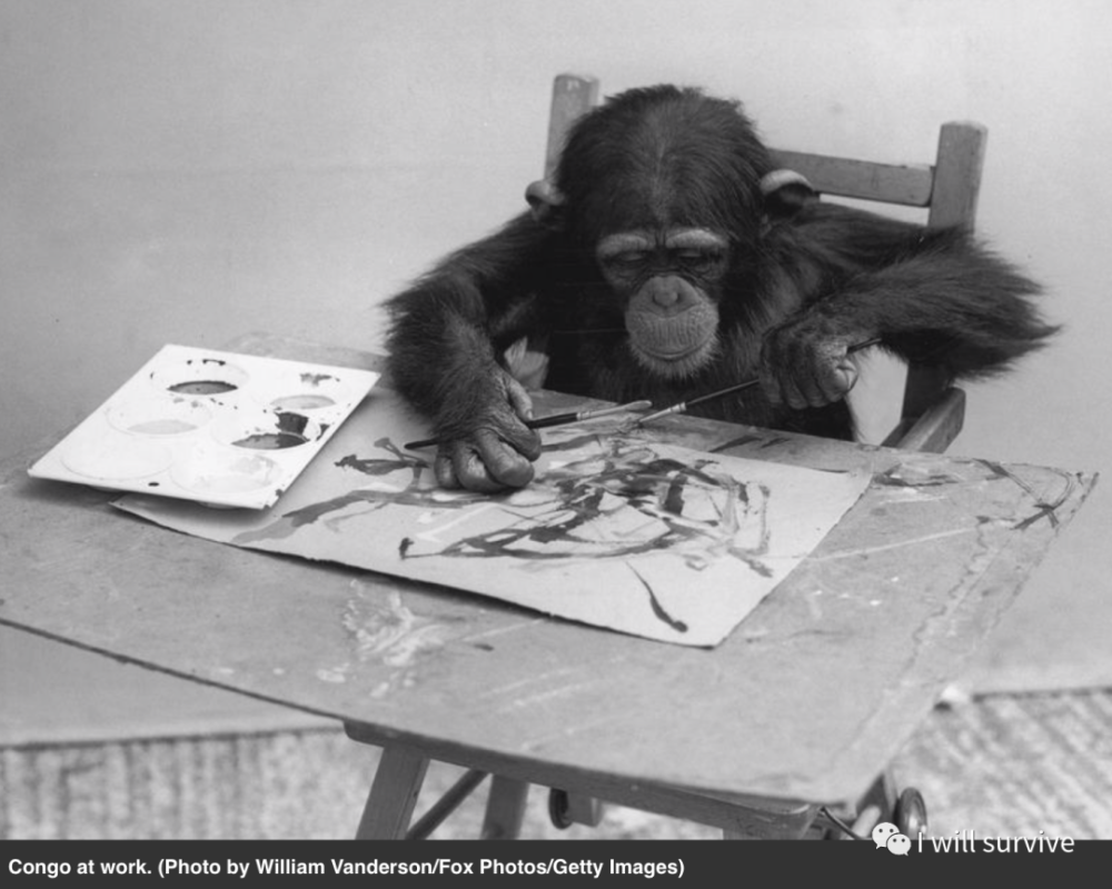 纸上绘画刚果黑猩猩第36届绘画展(1958年),纸上绘画congo the chimp