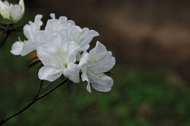 下个月 被真爱砸中 今生永结同心 桃花入命旧情复燃的4大星座 巨蟹座 红鸾星 摩羯座 桃花 星座 处女座