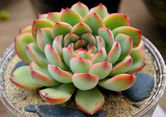 精挑细选32种多肉植物 1分钟掌握养护技巧 非常实用 腾讯新闻