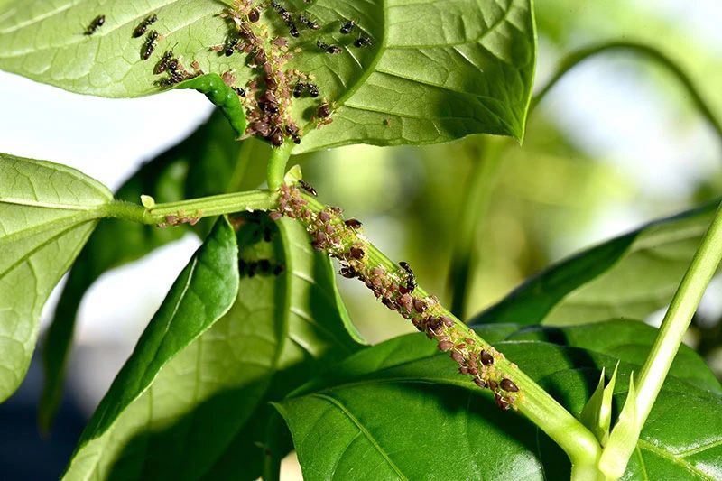 我家里常备的一些杀虫剂和杀菌药 便宜好用 预防和治疗效果都好 腾讯新闻