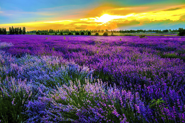 薰衣草图片,新疆伊犁河谷,中国薰衣草基地,太美了!