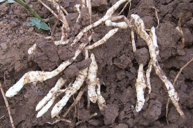 农村杂草中一"大白虫",殊不知其稀有珍贵,可媲美冬虫夏草?