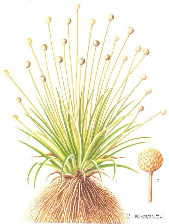 中医中药,谷精草的功效及应用