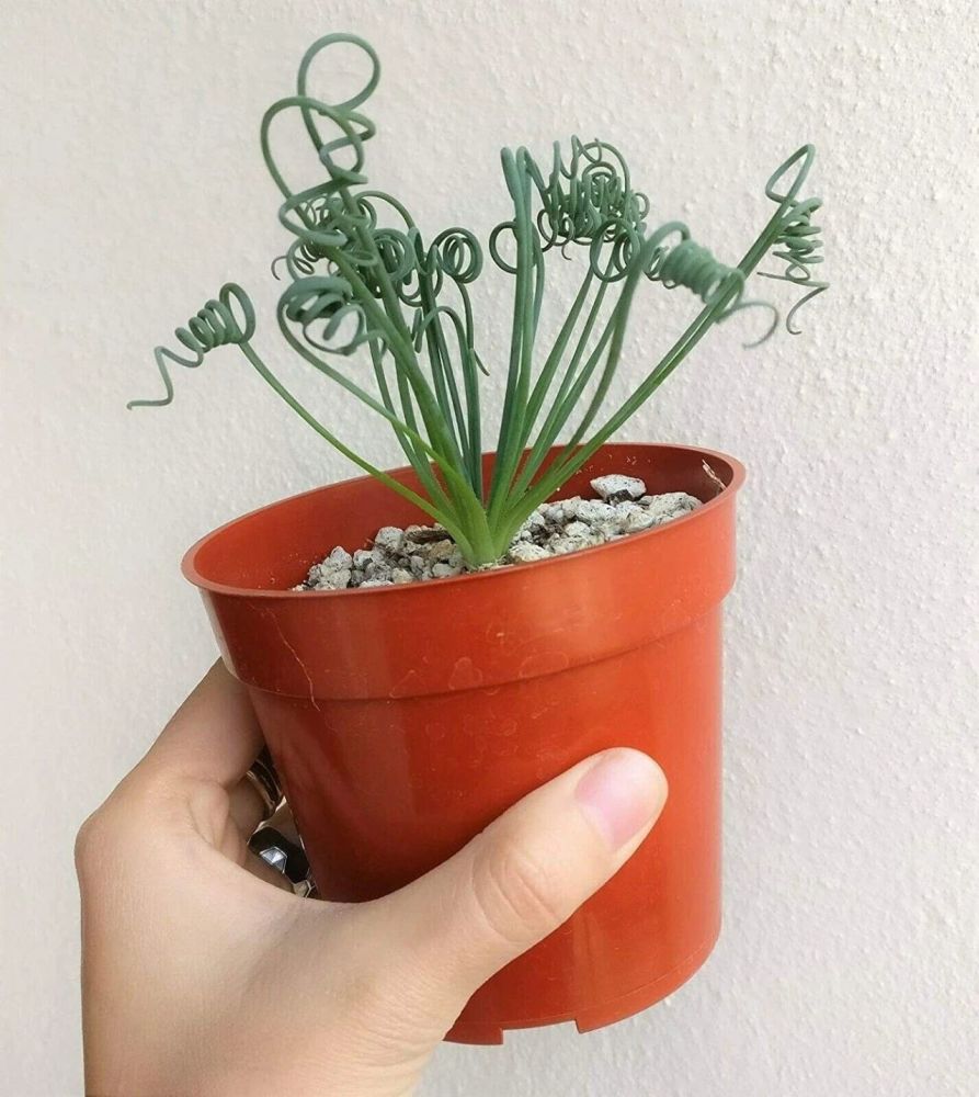 夏天弹簧草搬到室内空调房里 容易度夏 很多人将它养成 挂面 腾讯新闻