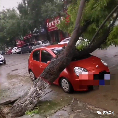 運城禹都一大樹傾倒壓住私家車