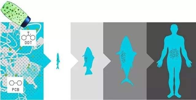 塑料微粒|这不是危言耸听！研究发现每个人体组织中都有塑料微粒