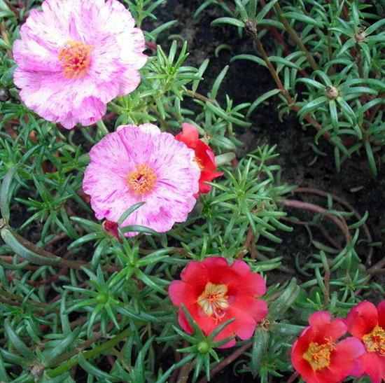 野花|路边的野花带回家养，开花五颜六色超好看，不比家花差