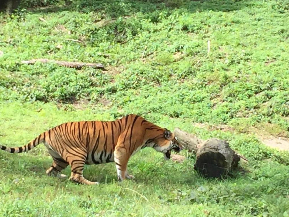 当年被放养在非洲草原上的两只华南虎它们后来怎么样了
